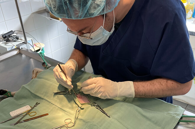 Chirurgie vétérinaire, hospitalisation vétérinaire