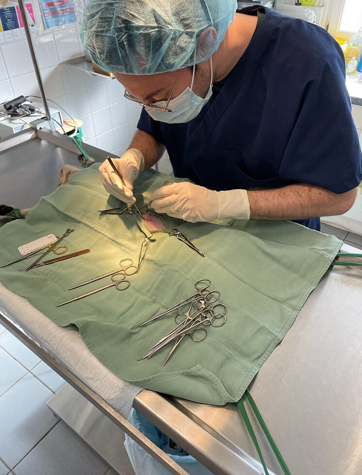 Chirurgie vétérinaire Montataire